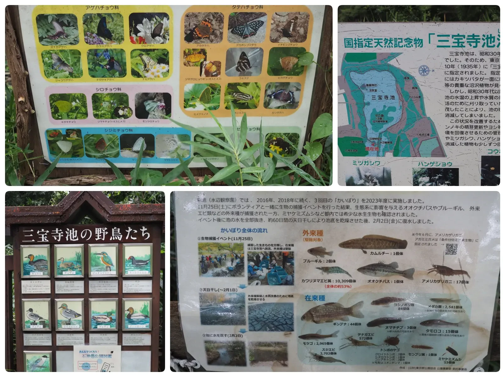 石神井公園内に設置されている蝶の図鑑、三宝寺池の野鳥、国の天然記念物の解説、かいぼりで確認された水生生物を紹介する4枚の案内板