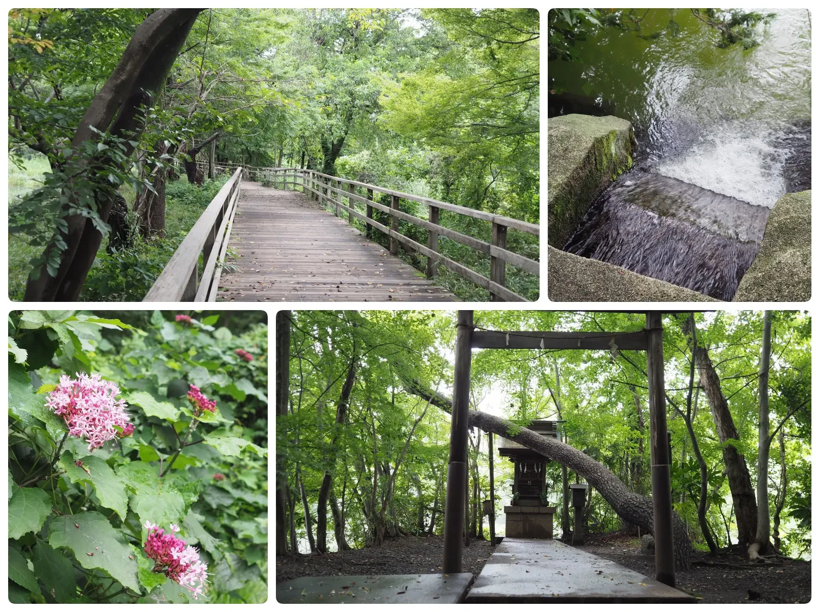 木々に囲まれた三宝寺池の木道、清らかな水流、ピンク色の花、森の中に佇む水神社の鳥居と祠が写る4枚の写真